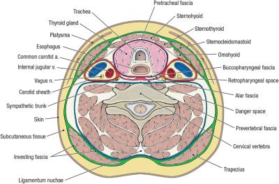 thumbs/Cervical Fascia.jpeg.jpg